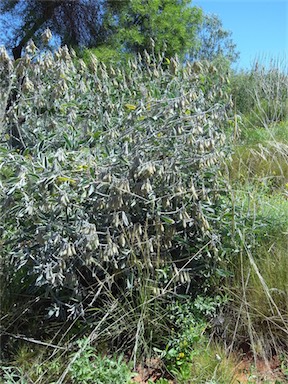 APII jpeg image of Crotalaria cunninghamii  © contact APII