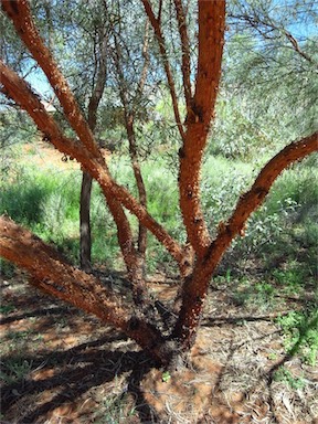APII jpeg image of Acacia cyperophylla  © contact APII