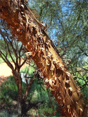 APII jpeg image of Acacia cyperophylla  © contact APII