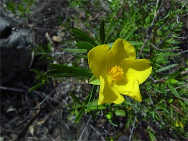 APII jpeg image of Hibbertia glaberrima  © contact APII