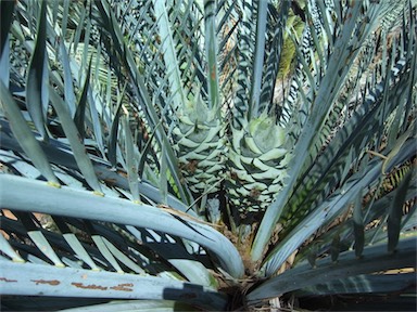 APII jpeg image of Macrozamia macdonnellii  © contact APII