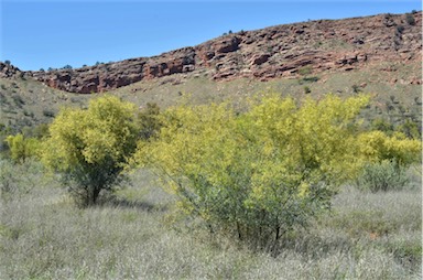 APII jpeg image of Acacia victoriae subsp. victoriae  © contact APII