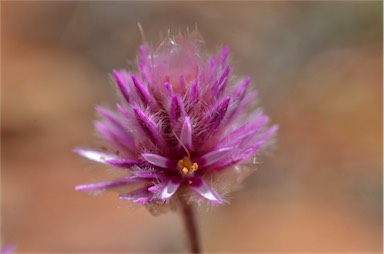 APII jpeg image of Ptilotus helipteroides  © contact APII