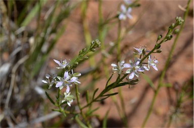 APII jpeg image of Lepidium phlebopetalum  © contact APII