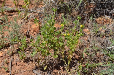 APII jpeg image of Zygophyllum eichleri  © contact APII