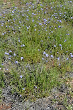 APII jpeg image of Wahlenbergia queenslandica  © contact APII