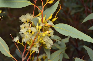 APII jpeg image of Eucalyptus socialis  © contact APII