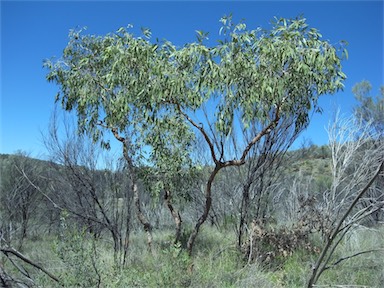 APII jpeg image of Corymbia opaca  © contact APII