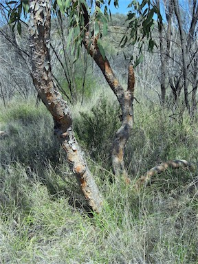 APII jpeg image of Corymbia opaca  © contact APII