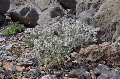 APII jpeg image of Ptilotus incanus  © contact APII