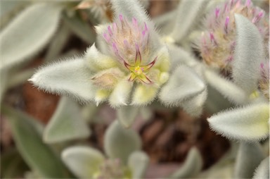 APII jpeg image of Ptilotus incanus  © contact APII