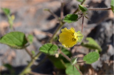 APII jpeg image of Abutilon fraseri subsp. fraseri  © contact APII