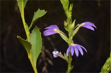 APII jpeg image of Scaevola glabrata  © contact APII