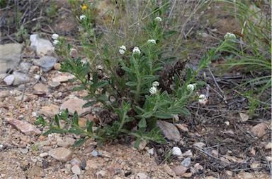 APII jpeg image of Heliotropium asperrimum  © contact APII