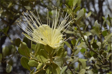 APII jpeg image of Capparis mitchellii  © contact APII