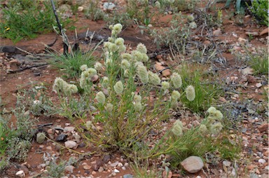 APII jpeg image of Ptilotus clementii  © contact APII