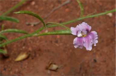 APII jpeg image of Goodenia vilmoriniae  © contact APII