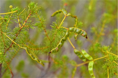 APII jpeg image of Acacia spondylophylla  © contact APII