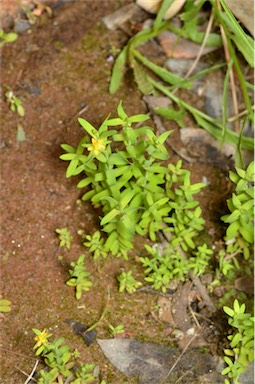 APII jpeg image of Hypericum gramineum  © contact APII