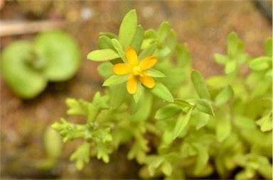 APII jpeg image of Hypericum gramineum  © contact APII