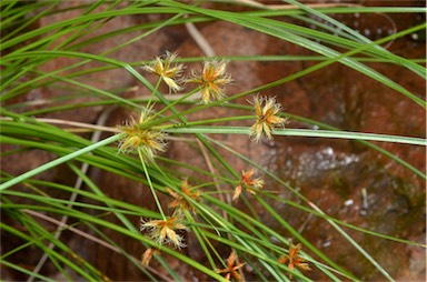 APII jpeg image of Cyperus centralis  © contact APII