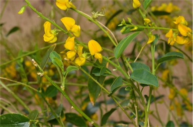 APII jpeg image of Crotalaria eremaea subsp. strehlowii  © contact APII