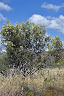 APII jpeg image of Hakea leucoptera  © contact APII