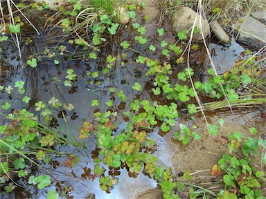 APII jpeg image of Marsilea sp.  © contact APII