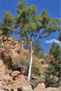 APII jpeg image of Corymbia aparrerinja  © contact APII