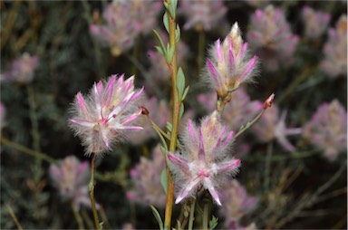 APII jpeg image of Ptilotus whitei  © contact APII