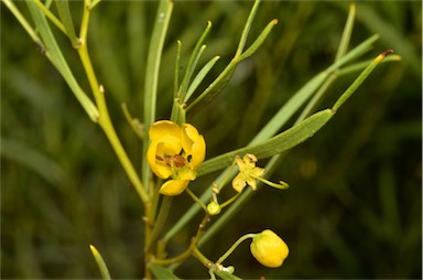 APII jpeg image of Senna artemisioides subsp. x petiolaris  © contact APII