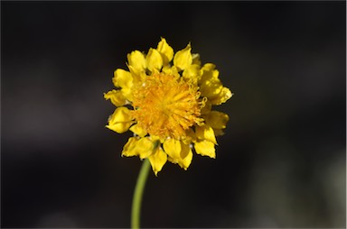 APII jpeg image of Leucochrysum stipitatum  © contact APII