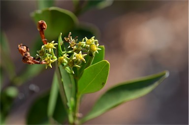 APII jpeg image of Jasminum calcareum  © contact APII