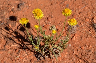 APII jpeg image of Leucochrysum stipitatum  © contact APII