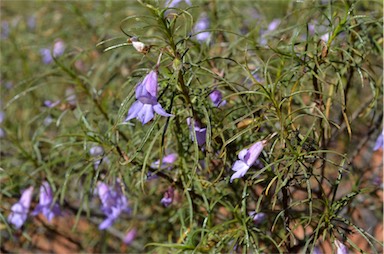 APII jpeg image of Eremophila gilesii subsp. gilesii  © contact APII