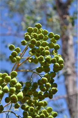 APII jpeg image of Codonocarpus cotinifolius  © contact APII