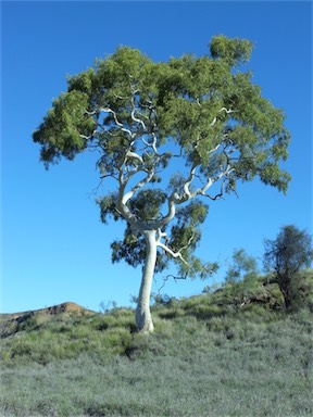 APII jpeg image of Corymbia aparrerinja  © contact APII