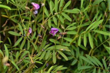 APII jpeg image of Tephrosia sp. Granite (P.K.Latz 12116) Cowie  © contact APII