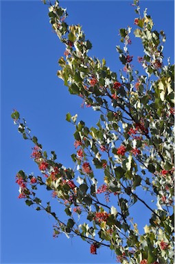 APII jpeg image of Grevillea wickhamii subsp. aprica  © contact APII
