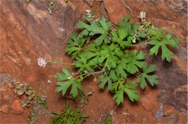 APII jpeg image of Trachymene gilleniae  © contact APII