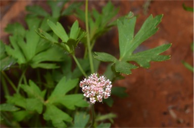 APII jpeg image of Trachymene gilleniae  © contact APII