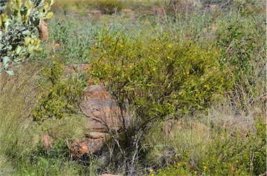 APII jpeg image of Acacia spondylophylla  © contact APII