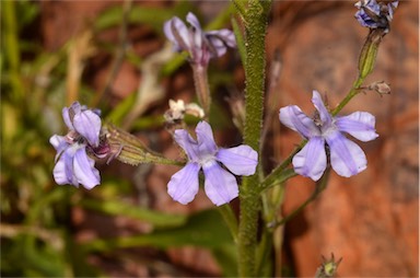 APII jpeg image of Goodenia ramelii  © contact APII