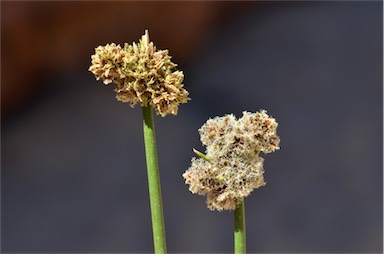 APII jpeg image of Cyperus gymnocaulos  © contact APII