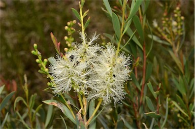 APII jpeg image of Melaleuca dissitiflora  © contact APII