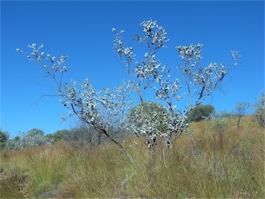 APII jpeg image of Eucalyptus gamophylla  © contact APII