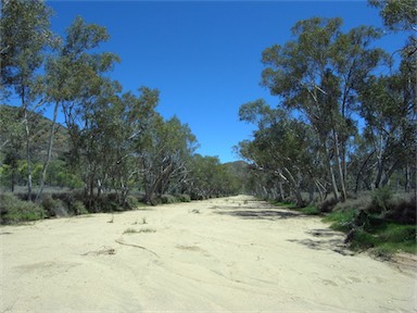 APII jpeg image of Eucalyptus camaldulensis  © contact APII