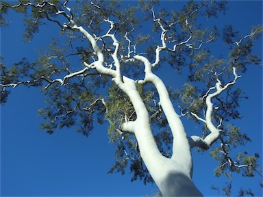 APII jpeg image of Corymbia aparrerinja  © contact APII