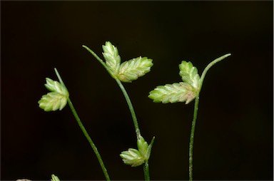 APII jpeg image of Isolepis levynsiana  © contact APII