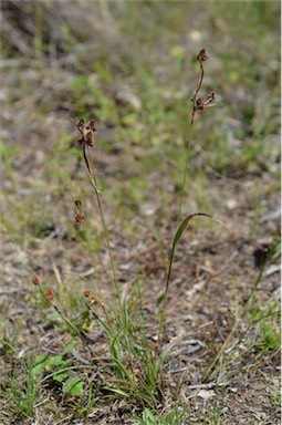 APII jpeg image of Luzula densiflora  © contact APII